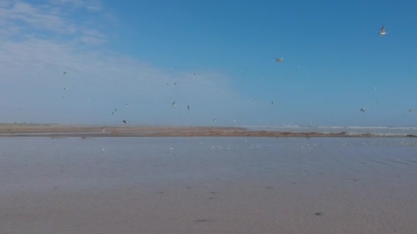 Bandada Aves Junto Playa Del Mar Agua — Vídeos de Stock