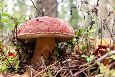 Yenilebilir mantar boletus edulis mantarı, bozuk para çöreği ya da kral bolete olarak bilinir, çam ormanlarında yetişir.