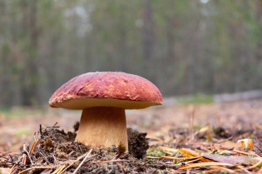 Çam ormanlarında yetişen bozuk para çöreği ya da kral bolete olarak bilinen yenilebilir boletus edulis mantarı