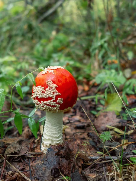 Pequeno cogumelo amanita conhecido como mosca agárica cresce na floresta - imagem vertical — Fotografia de Stock