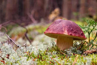 Güzel boletus pinophilus, çam ormanındaki çörekler olarak bilinir.