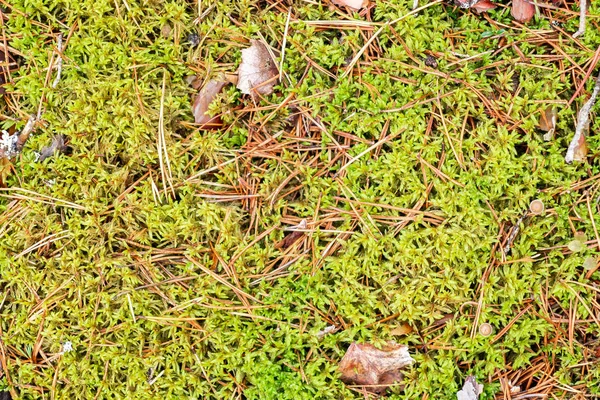 Tekstura podłogi leśnej - zielony mech sfagnum i igły sosnowe — Zdjęcie stockowe
