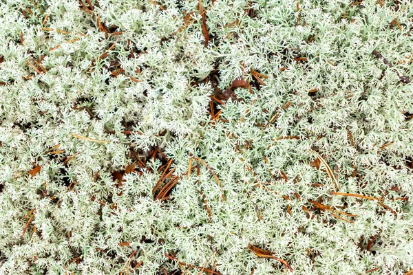 Texture of the forest floor - reindeer moss and pine needles