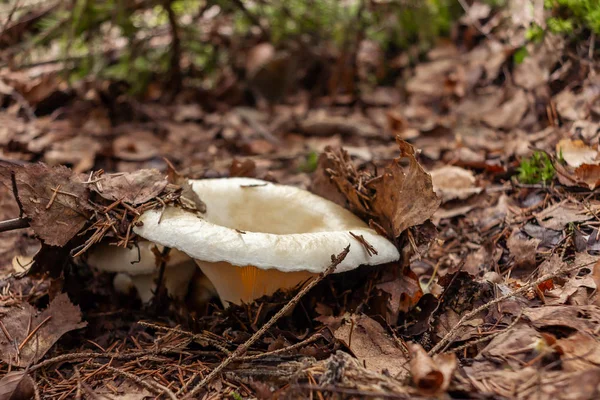 食用の森キノコ乳白色のカップとして知られているラクタリウスは、葉のゴミの下から森の中で成長します。ロシアやウクライナでは珍味とされている。 — ストック写真