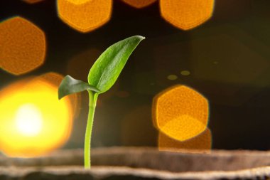 Kağıt bir kaba küçük bir biber filizi.