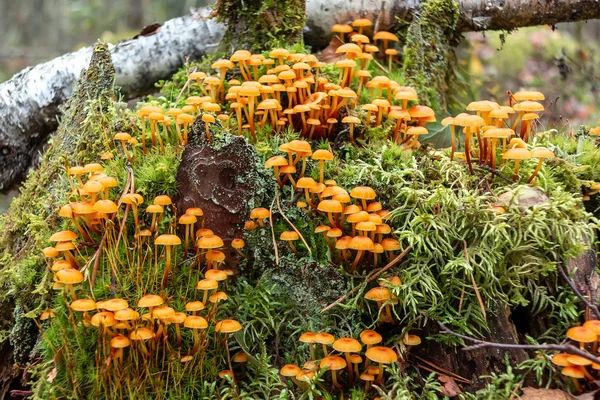 一群森林蘑菇，Xeromphalina campanella在森林里的一个古老的苔藓树桩上叫金喇叭 — 图库照片