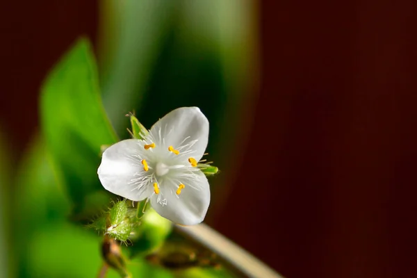 Única flor branca da planta da casa tradescantia albiflora em um fundo marrom escuro, lugar para texto, espaço de cópia — Fotografia de Stock