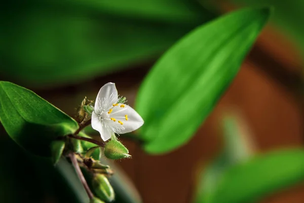 Única flor branca da planta da casa tradescantia albiflora em um fundo marrom, lugar para texto, espaço de cópia — Fotografia de Stock