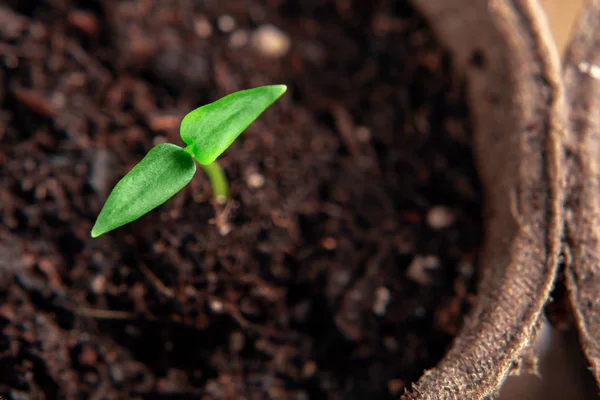 Μικρό βλαστάρι από φυτό πιπεριού σε χάρτινη κατσαρόλα, top view — Φωτογραφία Αρχείου