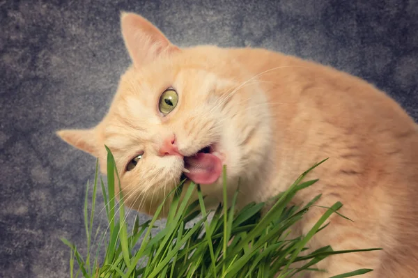 Bella crema tabby gatto mangiare erba fresca verde su sfondo grigio — Foto Stock