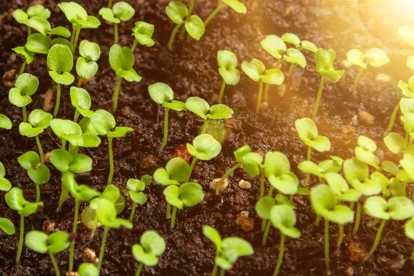 Μικρά φύτρα στο χώμα σε ένα δοχείο με ηλιοφάνεια κοντινό. Μικρό φυτό σπορόφυτα — Φωτογραφία Αρχείου