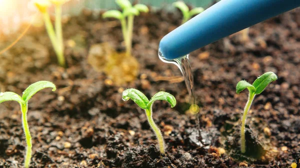 Watering young seedlings of tomatoes in in container. Plant care concept