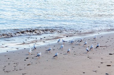 kumlu plajda martı sürüsü