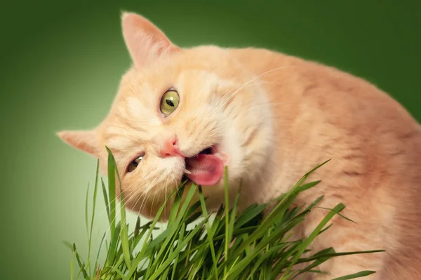 Bella crema tabby gatto mangiare erba fresca su sfondo verde — Foto Stock