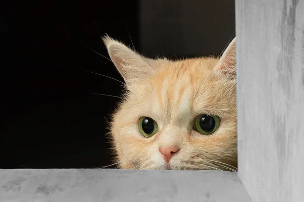 Симпатичный кремовый кот, выглядывающий из-под стола в поисках игрушки — стоковое фото