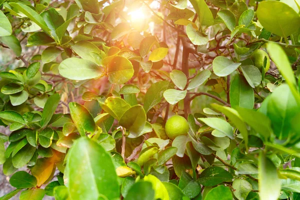 Зеленые незрелые мандарины на дереве за каменной стеной в южной стране — стоковое фото