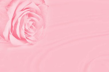 Gül kolay dalgalar ile su yüzeyinde yatıyor