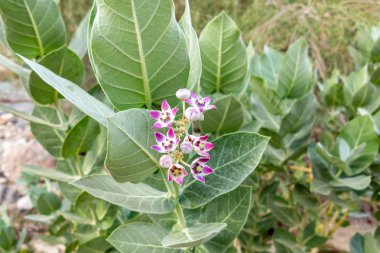 Mor Taç Çiçek Dev Hint Milkweed, Calotropis gigantea