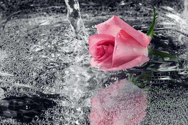 Роза падает в воду с брызгами и брызгами — стоковое фото