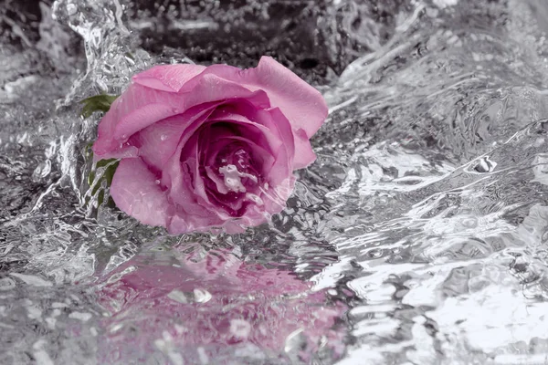 Rose falling into the water with a splash and spray — Stock Photo, Image