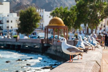Umman'ın başkenti Muscat'taki setin parapetinde martılar