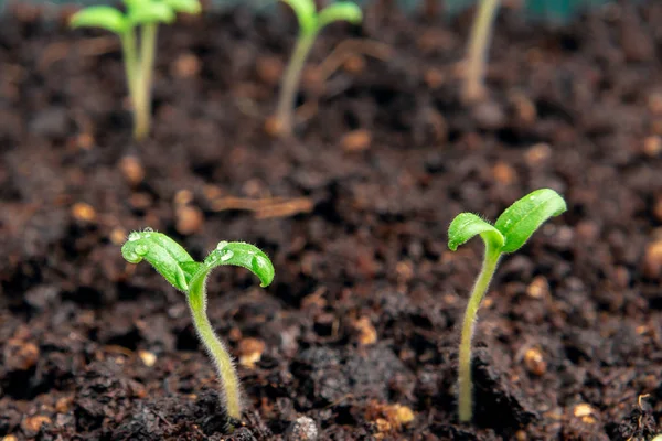 Μικρά φύτρα ντομάτας στο χώμα σε ένα δοχείο κοντινό. Μικρό φυτό σπορόφυτα — Φωτογραφία Αρχείου