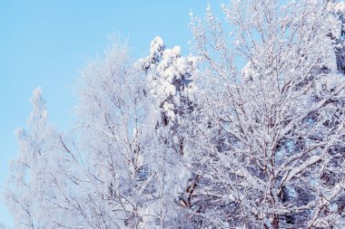 Kış ormanlarında kar ve donla kaplı ağaçlar mavi gökyüzüne karşı