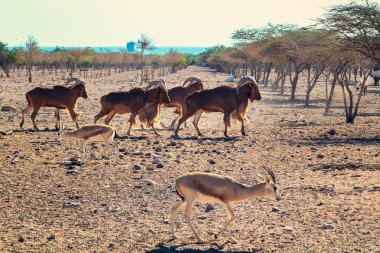 Sir Bani Yas adasında bir safari parkında Ovis ammon dağ koyun grubu, Birleşik Arap Emirlikleri