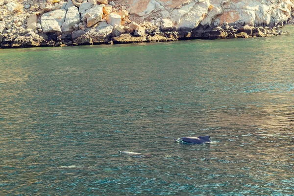 Delfine spielen im Wasser des Golfs von Oman — Stockfoto