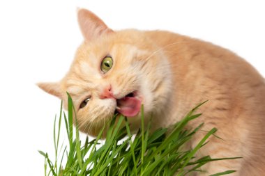 Güzel krem tabby kedi taze yeşil çim yeme, beyaz arka plan üzerinde izole