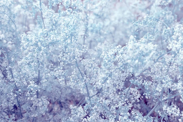 Lush small white flowers - a floral background, texture in lilac tone — Stock Photo, Image