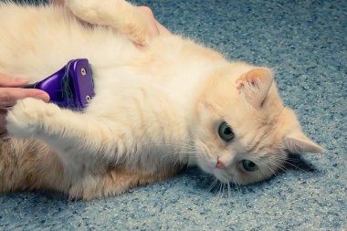 güzel bir krem kedi nin karnında saç tarama kadın elleri