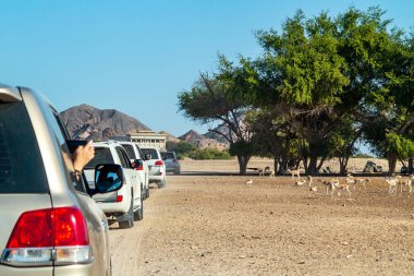 Sir Bani Yas Island'daki Safari Parkı'na Giden Yol, Abu Dabi, Birleşik Arap Emirlikleri