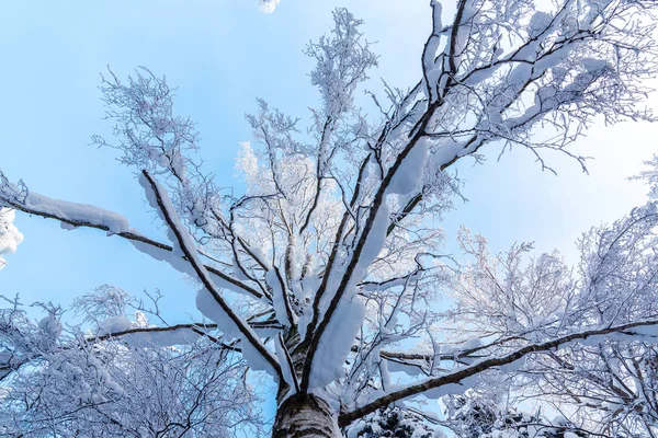 Crown of birch tree with snow-covered branches in the winter forest against the blue sky, bottom view — Stock Photo, Image