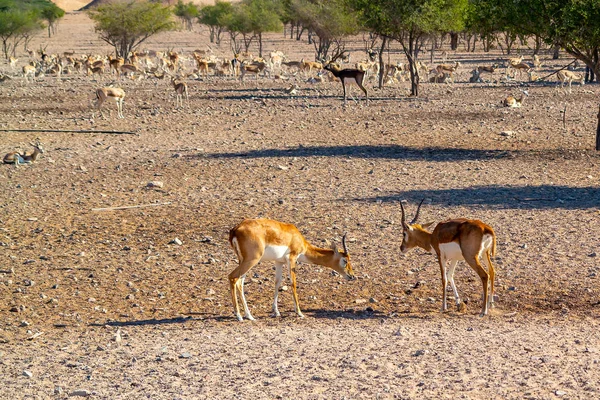 在阿联酋阿布扎比巴尼亚斯爵士岛的野生动物园中，两只幼羚的羚羊搏斗 — 图库照片