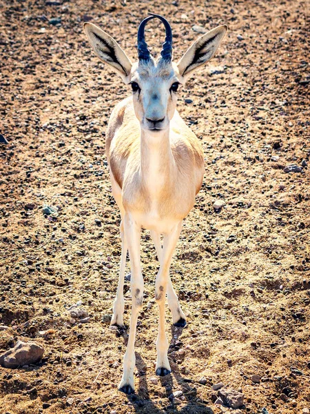 年轻的羚羊在阿拉伯联合酋长国巴尼亚斯爵士岛上的一个狩猎公园里看着摄像机 — 图库照片