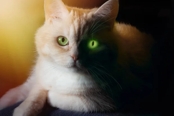고양이 얼굴의 어둡고 밝은 반쪽이있는 초상화 - 고양이에서 방출 될 가능성이있는 위험의 개념 — 스톡 사진