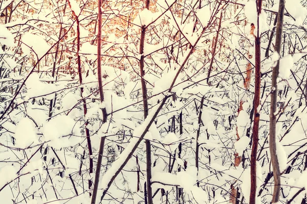 아름다운 겨울 풍경입니다. 일몰의 빛에 눈 덮인 덤불의 가지, 배경 이나 질감으로 사용할 수 있습니다. — 스톡 사진