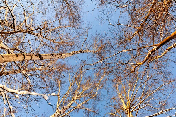 Tops of tall birch trees in winter against a blue sky in the sunset light. Bottom view — Stock Photo, Image