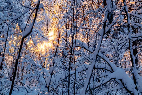 Linda paisagem de inverno. Ramos de arbustos cobertos de neve à luz do pôr do sol, podem ser usados como fundo ou textura — Fotografia de Stock