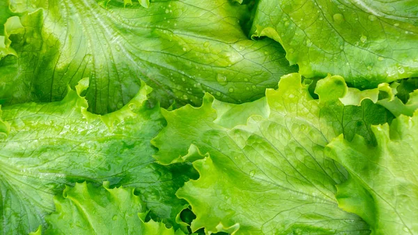 Fresh cut leaves of green lettuce texture, top view — Stock Photo, Image