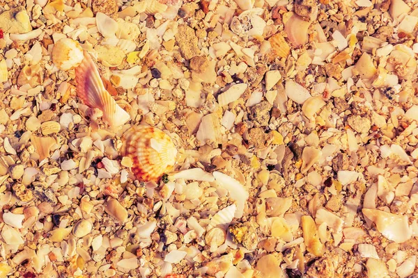 Surface of the sea coast of a variety of shells, texture background — Stock Photo, Image