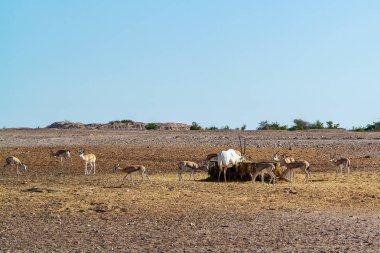 Sir Bani Yas adasında bir safari parkında Antilop grubu, Birleşik Arap Emirlikleri