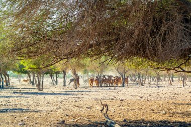 Sir Bani Yas adasında bir safari parkında antilop lar ve dağ koyunu grubu, Birleşik Arap Emirlikleri