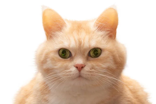 Närbild porträtt av söt fet allvarlig grädde tabby katt med gröna ögon, isolerade på vit bakgrund — Stockfoto