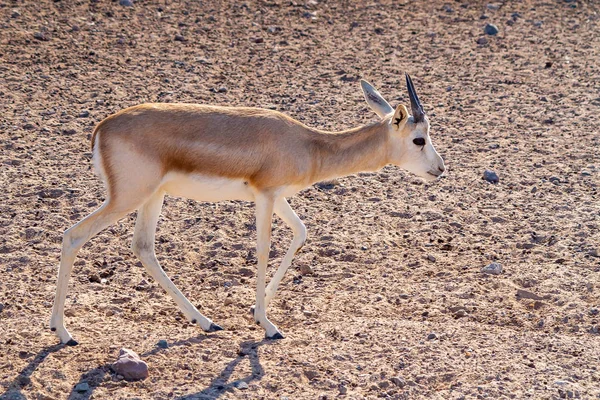 Jovem antílope em um parque de safári na ilha de Sir Bani Yas, Emirados Árabes Unidos — Fotografia de Stock