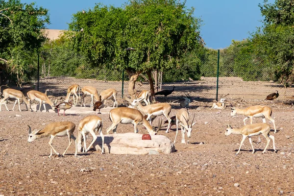 阿拉伯联合酋长国巴尼亚斯爵士岛上的一个野生动物园的羚羊群 — 图库照片