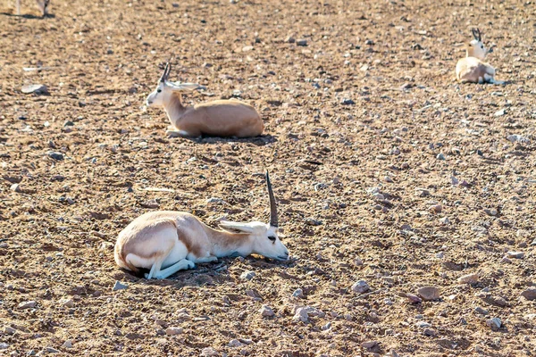 阿拉伯联合酋长国Bani Yas爵士岛上一个狩猎公园里的小羚羊 — 图库照片