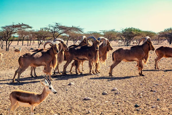 阿拉伯联合酋长国巴尼亚斯爵士野生动物园的奥维斯·阿蒙山羊群 — 图库照片