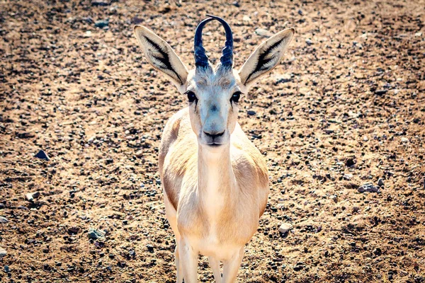 年轻的羚羊在阿拉伯联合酋长国巴尼亚斯爵士岛上的一个狩猎公园里看着摄像机 — 图库照片